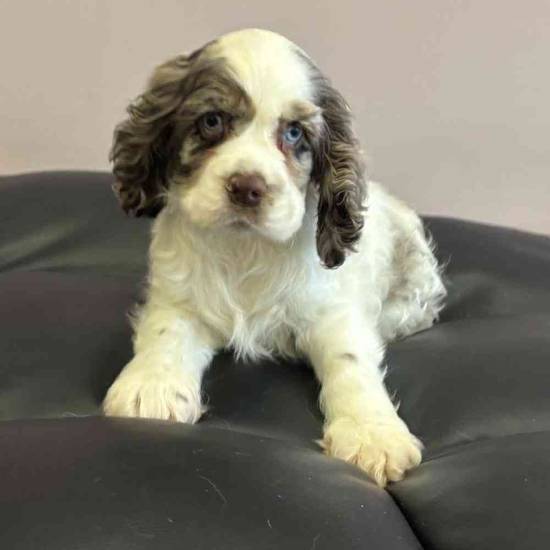 Cocker Spaniel