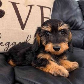 Dachshund