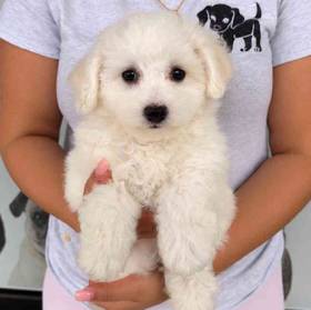 Bichon