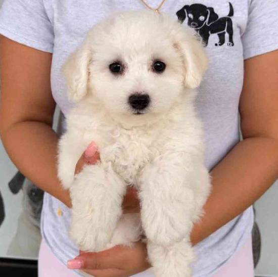 Bichon