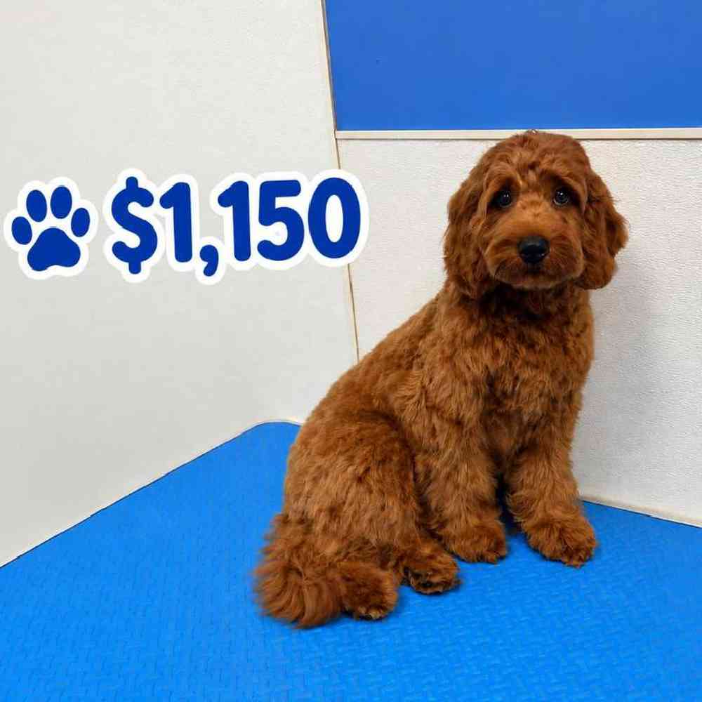 carousel pet images