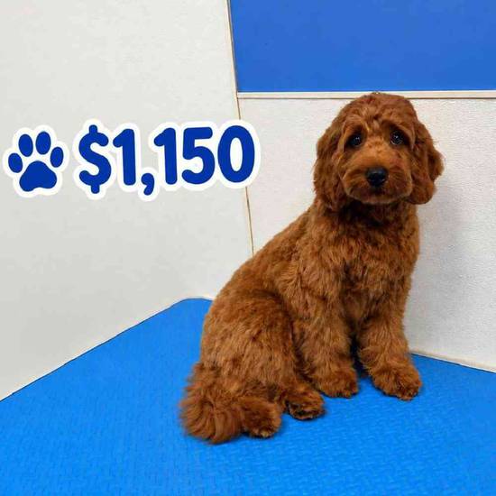Cavapoo