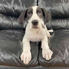 Great Dane