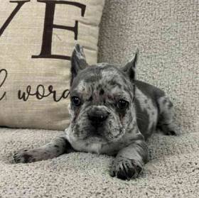 French Bulldog