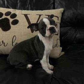 Boston Terrier