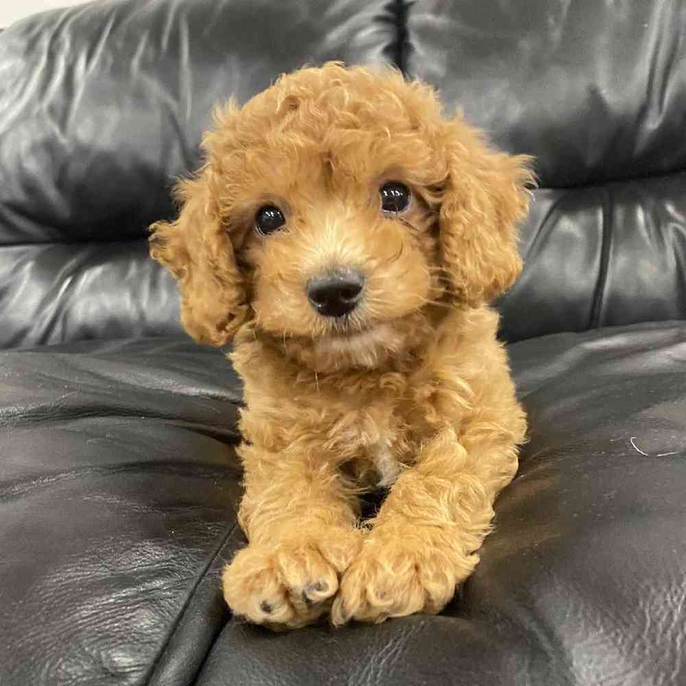 Mini Poodle Mix Puppy For