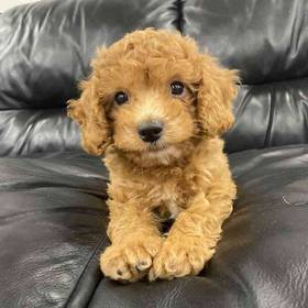 Mini Poodle Mix