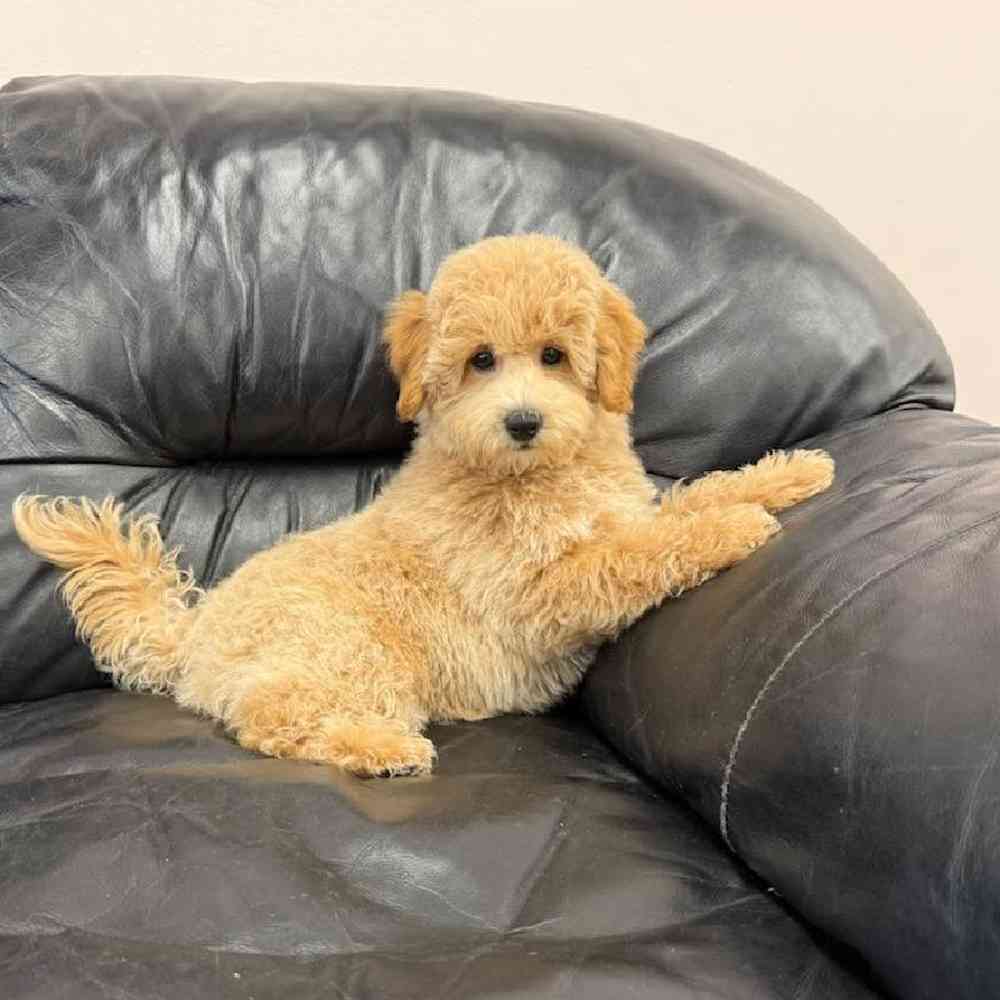 Image of a pet breed in the gallery