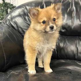 Pomeranian