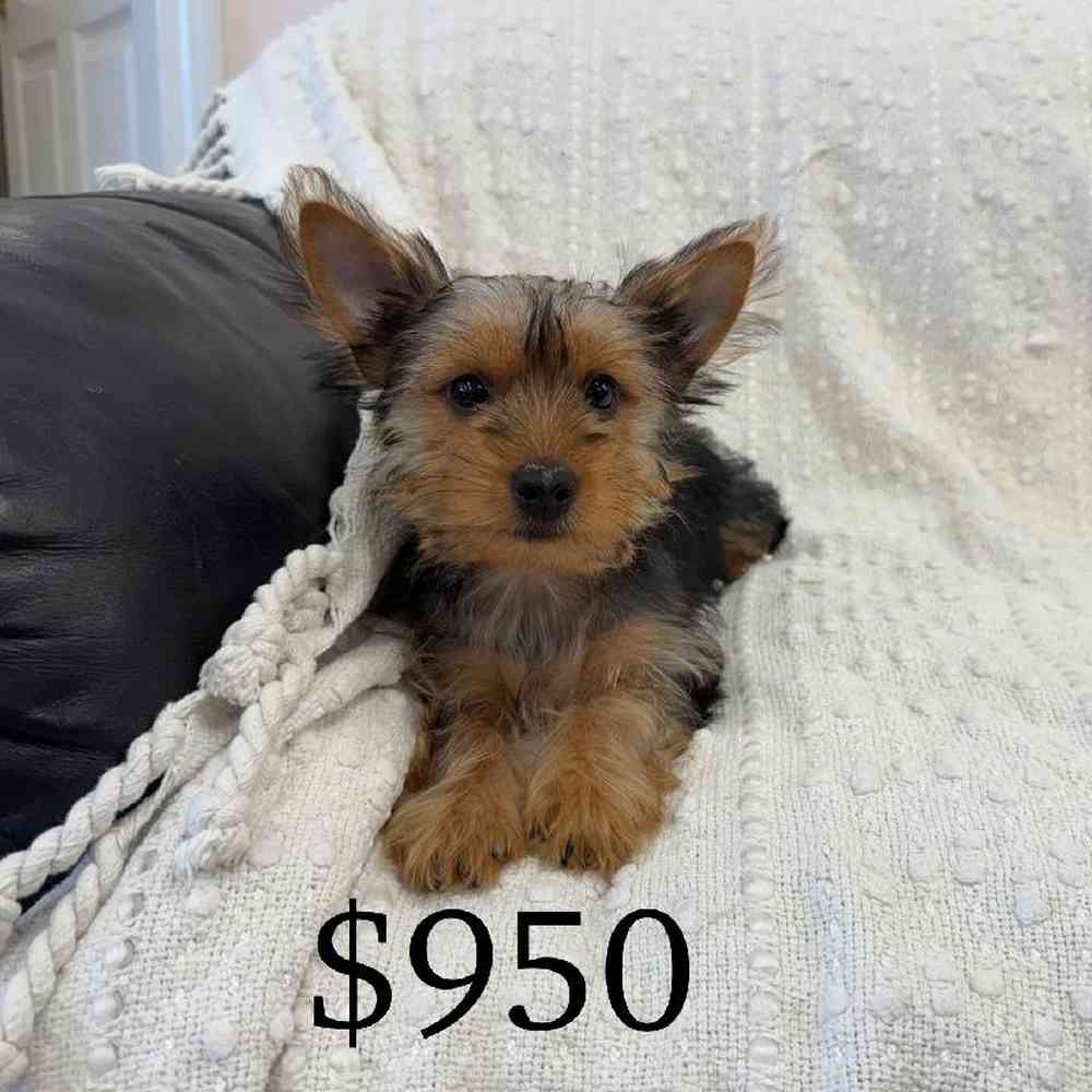 Image of a pet breed in the gallery