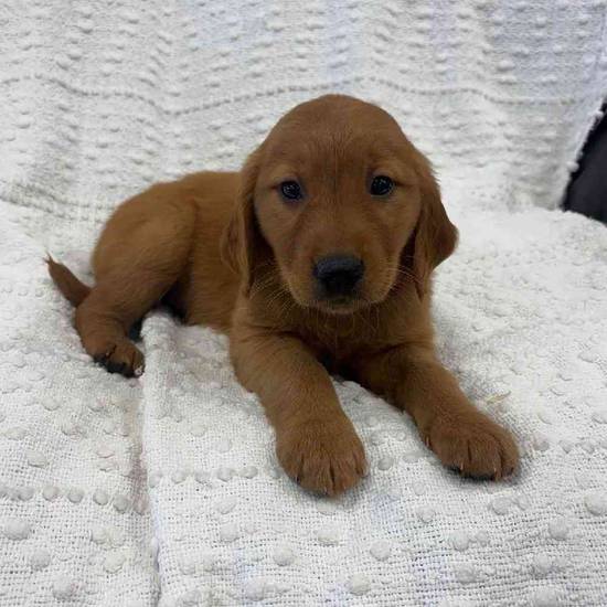 Golden Retriever