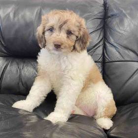 Mini Labradoodle