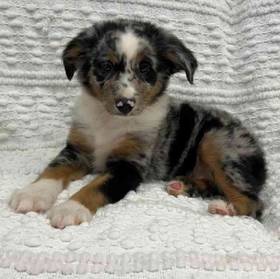 Mini Aussie
