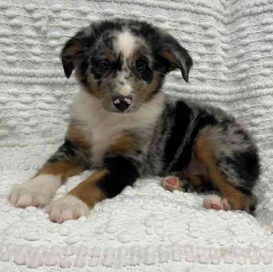Mini Aussie
