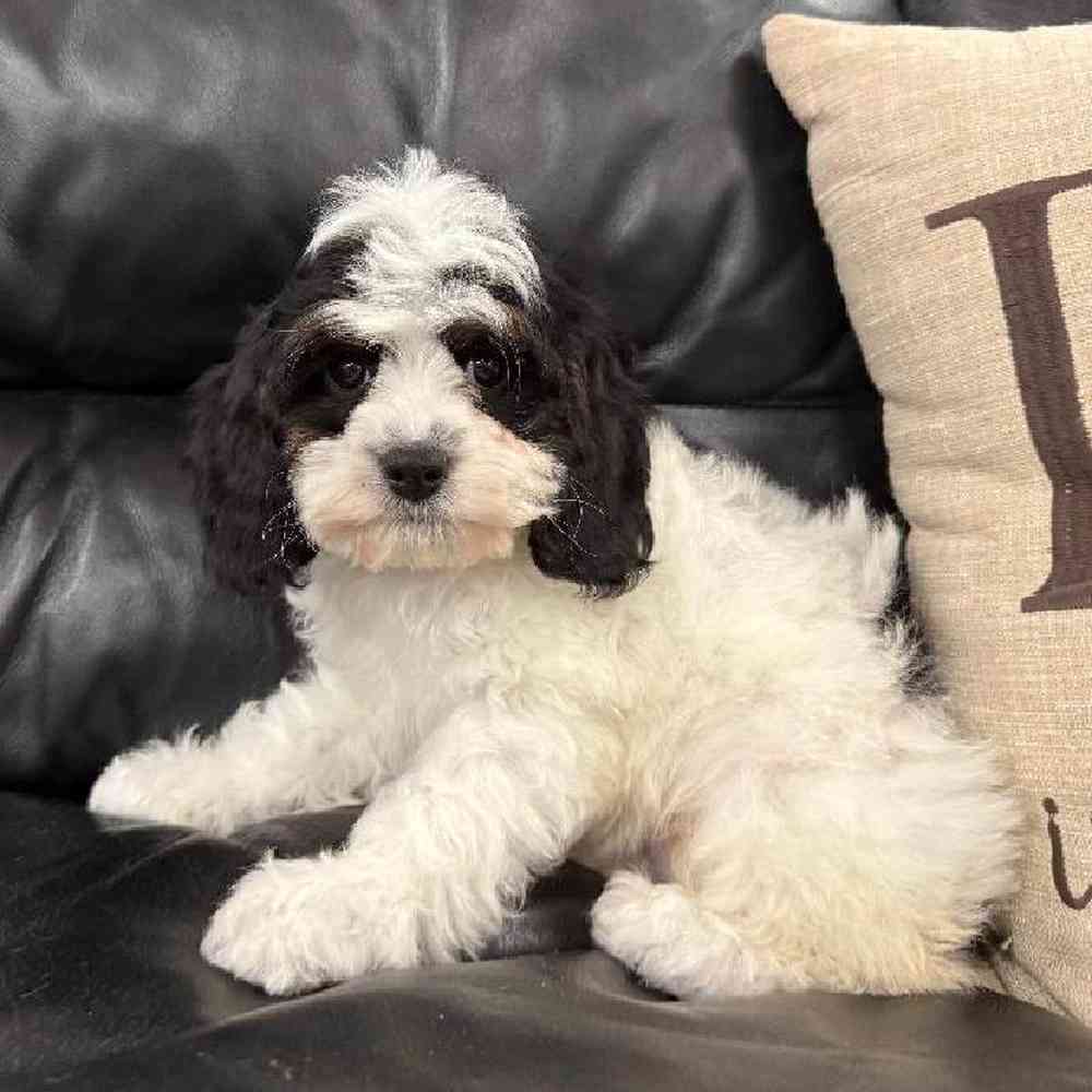 Cocker- Poo Puppy for sale - The Perfect Puppy West Warwick
