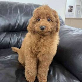 Mini Goldendoodle