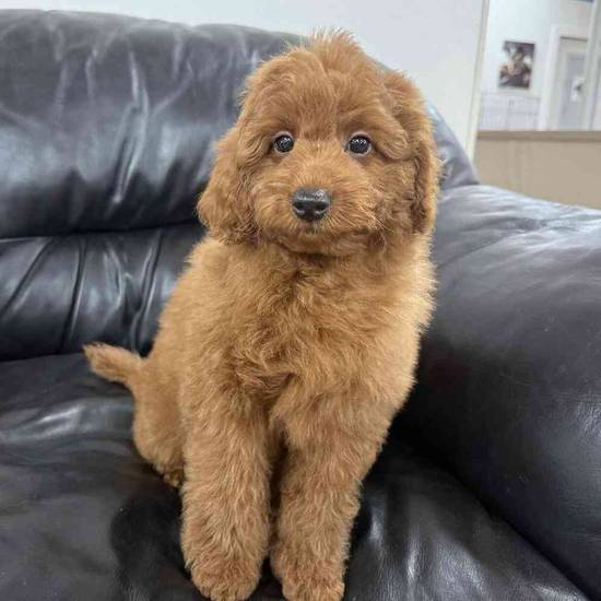 Mini Goldendoodle