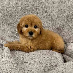 Mini Poodle