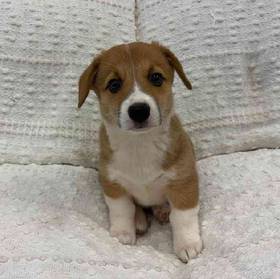 Pembroke Welsh Corgi