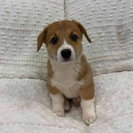 Pembroke Welsh Corgi