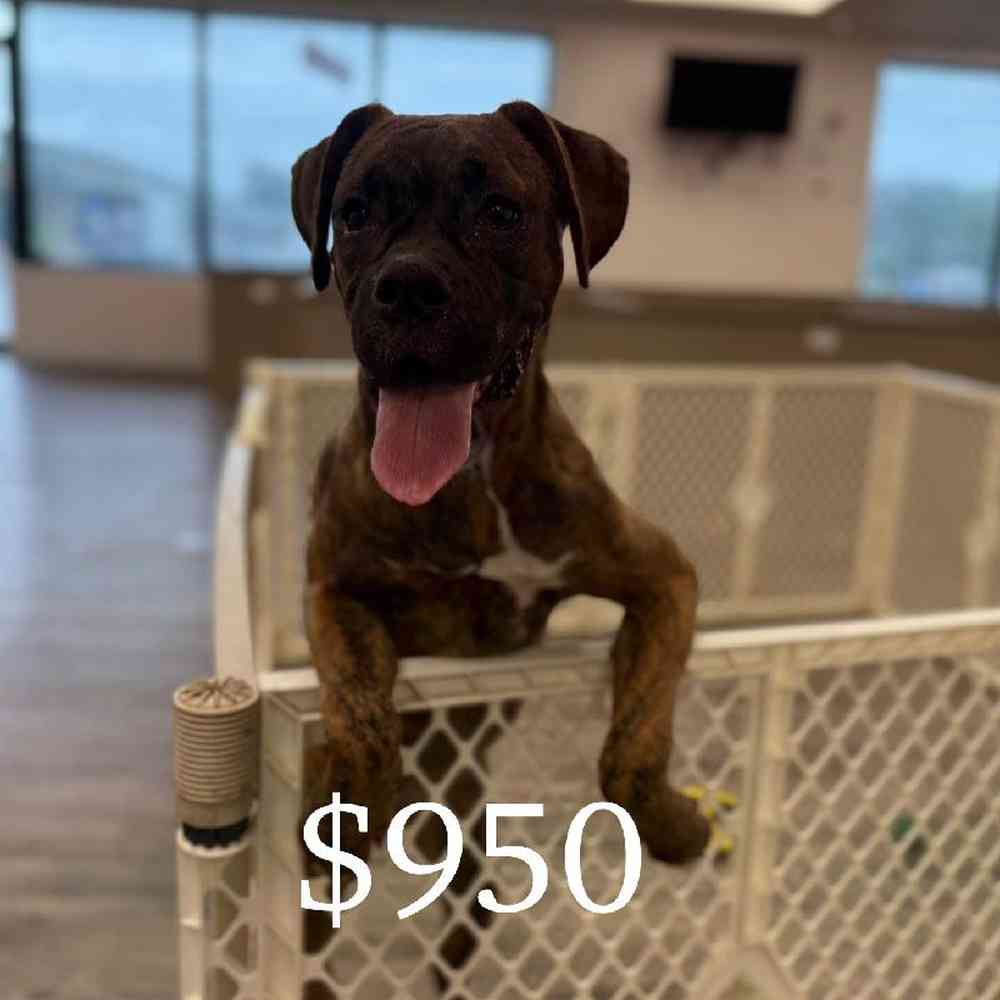 Image of a pet breed in the gallery
