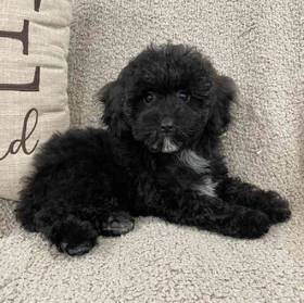 Mini Poodle