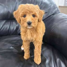 Mini Goldendoodle