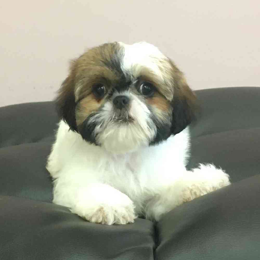 carousel pet images