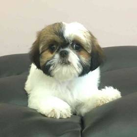 Shih Tzu