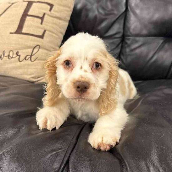 Cocker Spaniel