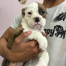 Bulldog-Boxer Mix