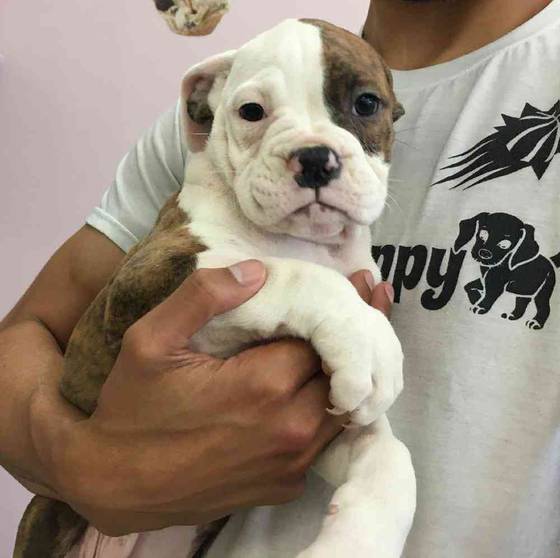 Old english hot sale boxer mix