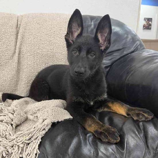 German Shepherd