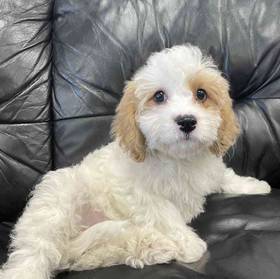 Cavachon