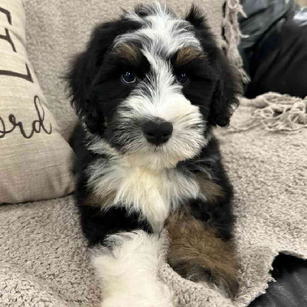 carousel pet images
