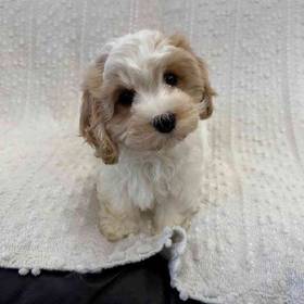 Cavachon