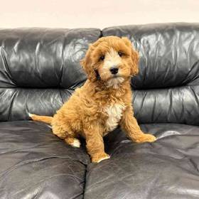 Mini Goldendoodle