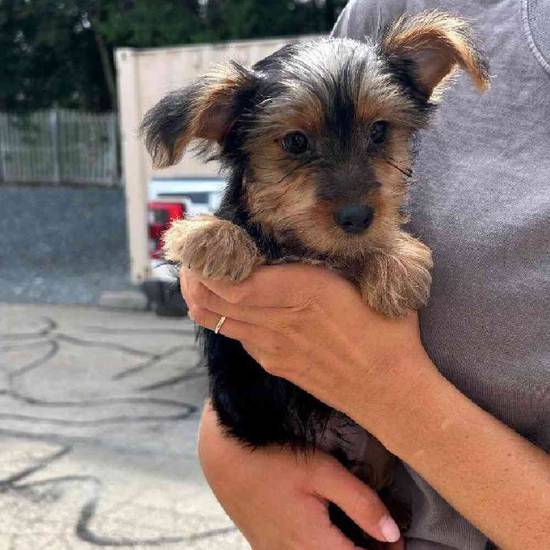 Yorkie