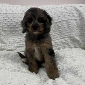 Cavapoo