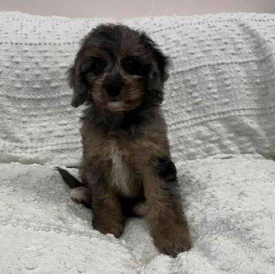 Cavapoo