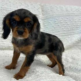 Cavalier King Charles Spaniel