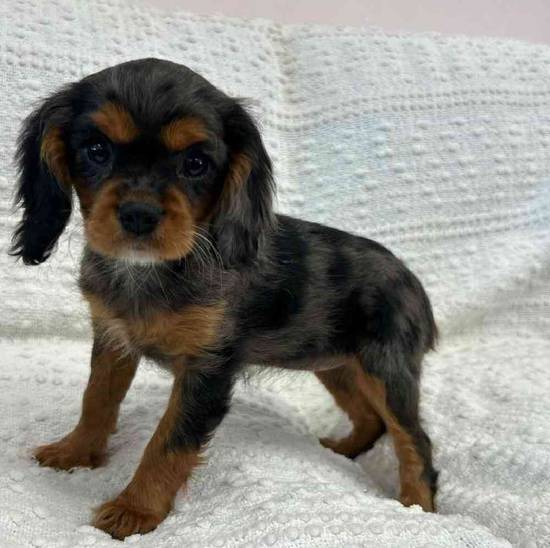 Cavalier King Charles Spaniel