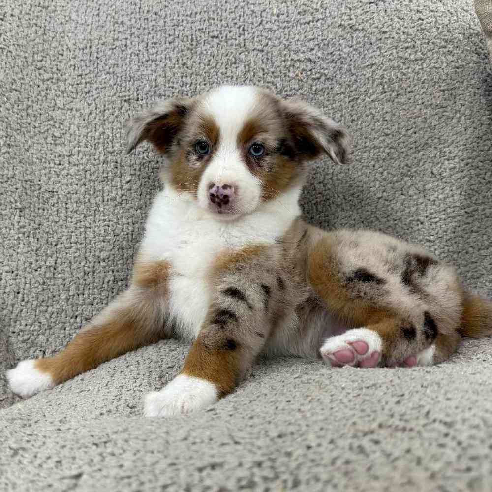 carousel pet images