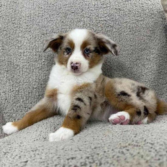 Mini Aussie