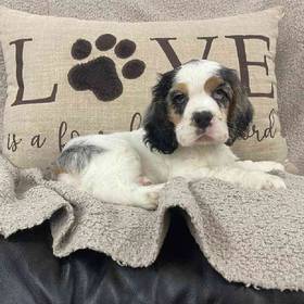 Cocker Spaniel