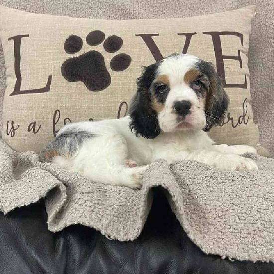 Cocker Spaniel