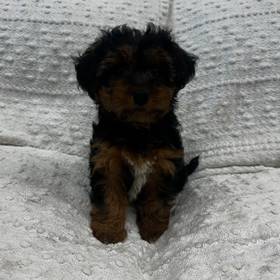Yorkie Mix