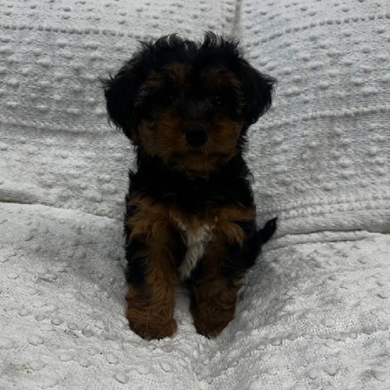 Yorkie Mix