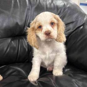 Cocker Spaniel