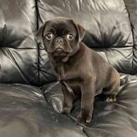 Pug